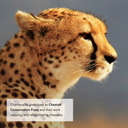 Chantecaille Luminescent Eye Shade Cheetah