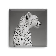Chantecaille Luminescent Eye Shade Cheetah